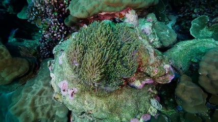 Clown fish on tropical unbleached reef