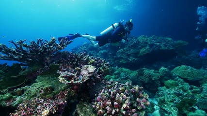 Natural Pristine Coral Reef no bleaching or death
