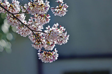満開の桜咲く情景