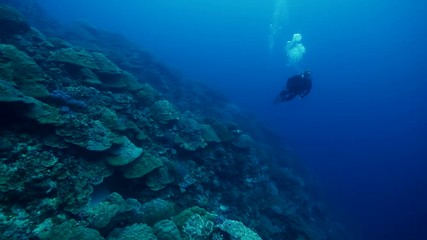 Natural Pristine Coral Reef no bleaching or death