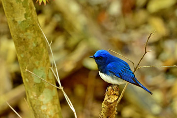 気取ったポーズでくつろぐオオルリオス