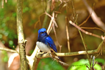 気取ったポーズでくつろぐオオルリオス