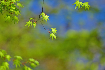 新緑の青モミジ 