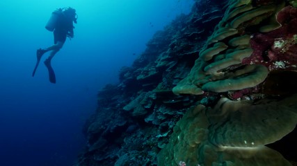 Natural Pristine Coral Reef no bleaching or death