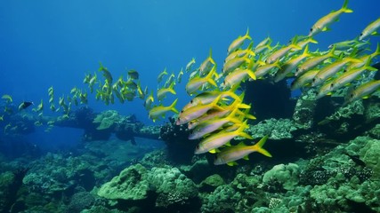 Natural Pristine Coral Reef no bleaching or death
