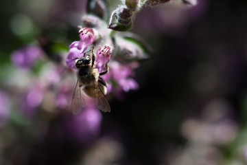 Honey Bee collecting pollen on yellow purple with green and purple background