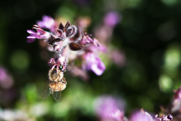 Honey Bee collecting pollen on yellow purple with green and purple background