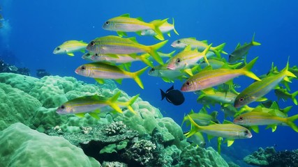 Natural Pristine Coral Reef no bleaching or death