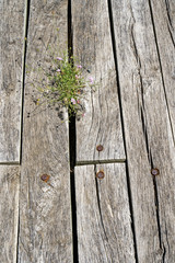 wildflowers in a wooden deck