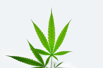 cannabis growth and Tree plant White background