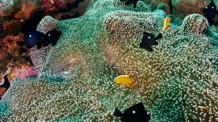 Clown fish on tropical unbleached reef