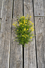wildflowers through cracks in weathered deck