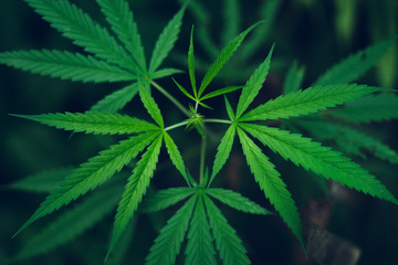 Fototapeta na wymiar marijuana plant growing outdoors,Hand Holding Marijuana Leaf with Cannabis Plants