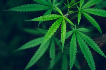 Naklejka na ściany i meble marijuana plant growing outdoors,Hand Holding Marijuana Leaf with Cannabis Plants