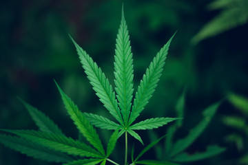 Fototapeta na wymiar marijuana plant growing outdoors,Hand Holding Marijuana Leaf with Cannabis Plants