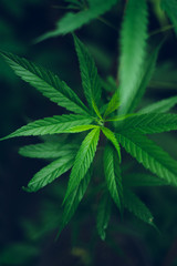 marijuana plant growing outdoors,Hand Holding Marijuana Leaf with Cannabis Plants