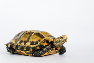 Inland turtles in Asia are called 