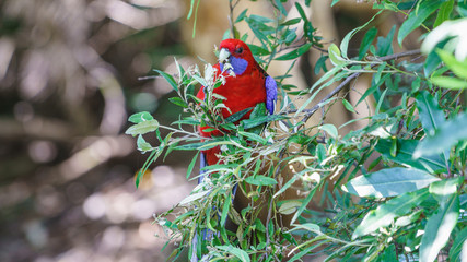 Ein Pennantsittich sitzt auf einem Zweig in Victoria Australien