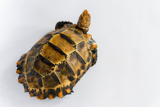 Inland turtles in Asia are called "Impressed tortoise, Manouria impressa " isolated on white background.
