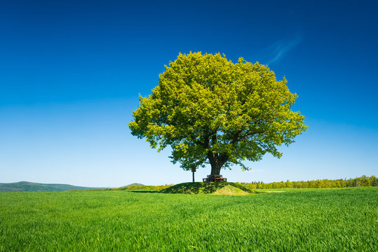 Solitary Oak Tree in Green Field under Blue Sky in Spring