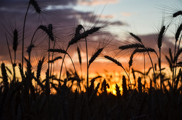 Wheat field on sunset background. Spikelet silhouette. 