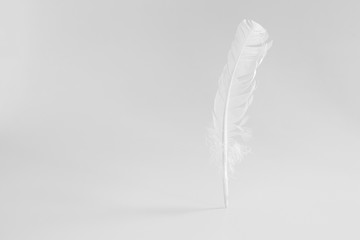 White feather on a white background