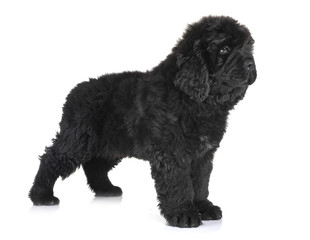 puppy newfoundland dog