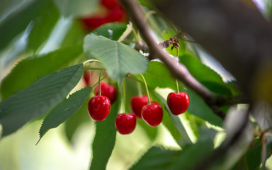Cherries in the orchard. Cherry branch with ripe red berries in garden.
