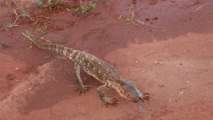 The Ancient Lizard King