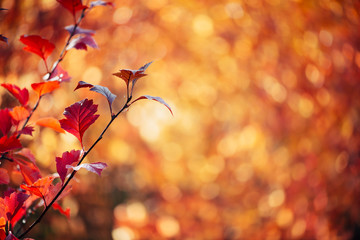 Vivid red leaves of hawthorn on autumn bokeh background. Beautiful shrub of crataegus on fall hedge texture in sunrise. Rich flora in sunset. Colorful foliage in golden hour. Scenic natural backdrop.