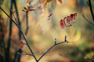 Wild rowan branch in autumn forest on bokeh background in sunrise. Orange red leaves in sunset close-up. Autumn woodland backdrop with colorful rich flora in sunlight. Fall rowan leaves in backlight.