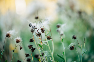 Overblown buds of cirsium heterophyllum. Blooming thistle on green bokeh background. Scenic backdrop with weed greenery. White fluffy seeds of sow thistle in macro. Sonchus oleraceus close-up.
