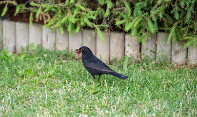 starling with fishworm in grass