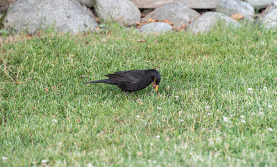 starling with fishworm in grass