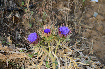 Close-up of Beautiful Artichoke Blossoms, Nature