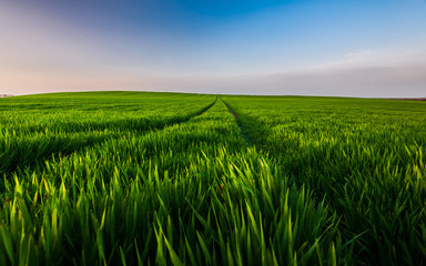 Wheat field landscape with path in the sunset time, Hungary