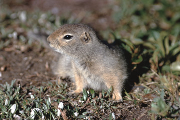 Naklejka na ściany i meble Arctic Ground Squirrel (Urocitellus Parryii)