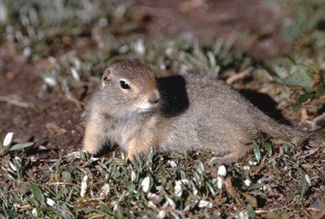 Arctic Ground Squirrel (Urocitellus Parryii)