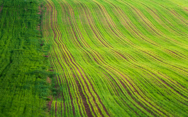 Naklejka premium Young wheat plants grow in the field. Vegetable rows, agriculture, farmlands. Landscape with agricultural land