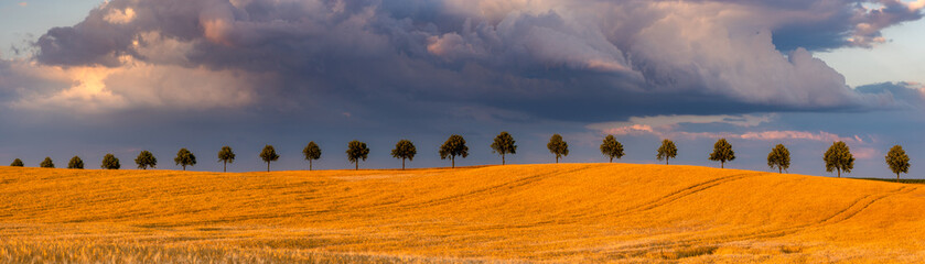 beautiful storm clouds during sunset over a field of mature cereal