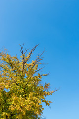 Close up of yellow leaves on blue sky in autumn season