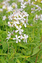 Blühendes Seifenkraut,  Saponaria officinalis