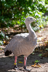 Portrait - Cereopsis novaehollandiae - Cape Barren goose