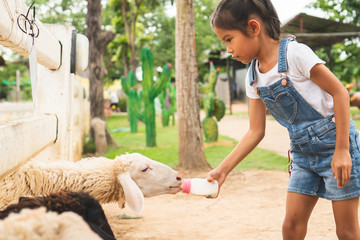 Cute asian child girl is feeding a bottle of milk to little lamb in the zoo