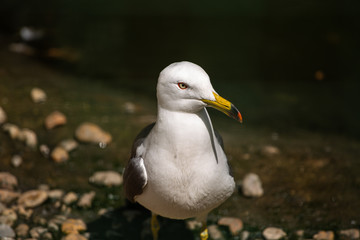 Great Black-backed Gull (Larus marinus)