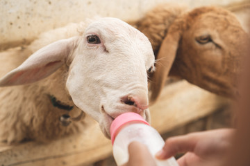 Cute asian child girl is feeding a bottle of milk to little lamb in the zoo