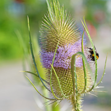 Bl&uuml;hende Wilde Karde, Dipsacus fullonum