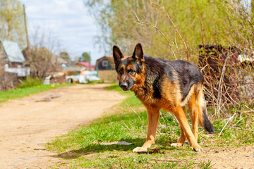 Naklejka premium Dog German Shepherd in a village in a summer