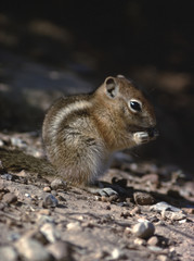 Naklejka na ściany i meble Golden-Mantled Ground Squirrel (Callospermophilus Lateralis)