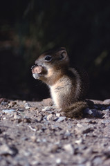 Golden-Mantled Ground Squirrel (Callospermophilus Lateralis)
